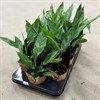 SPATHIPHYLLUM 11 CM W, VARIEGATA 1X12